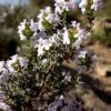 Echter Thymian (Thymus vulgaris) - Darstellung der Blüte