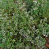 Echter Thymian (Thymus vulgaris) - Darstellung der Pflanze