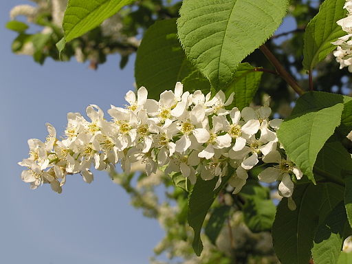 Gewöhnliche Traubenkirsche (Prunus padus) - Darstellung der Blüte
