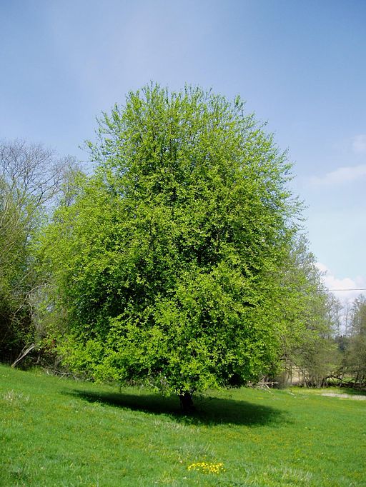 Gewöhnliche Traubenkirsche (Prunus padus) - Darstellung der Pflanze