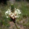 Der Spitzwegerich (Plantago lanceolata) - Darstellung der Blüte