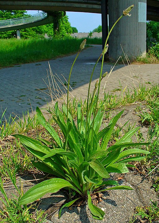 Spitzwegerich (Plantago lanceolata) - Darstellung der Pflanze