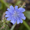 Gewöhnliche Wegwarte (Cichorium intybus) - Darstellung der Blüte