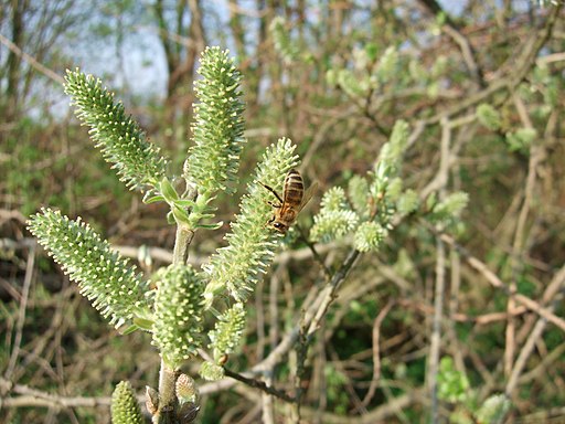 Grauweide (Salix cinerea) - Darstellung der Blüte