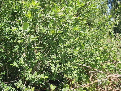 Grauweide (Salix cinerea) - Darstellung der Pflanze
