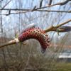 Purpurweide (Salix purpurea) - Darstellung der Blüte