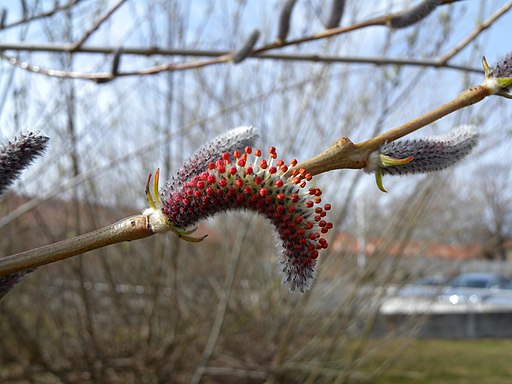 Purpurweide (Salix purpurea) - Darstellung der Blüte