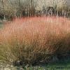 Purpurweide (Salix purpurea) - Darstellung der Pflanze
