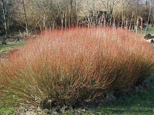 Purpurweide (Salix purpurea) - Darstellung der Pflanze