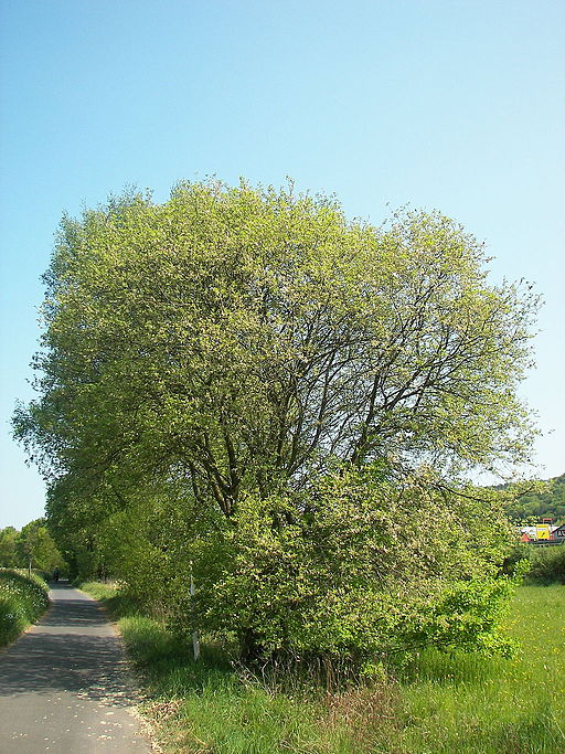 Sal-Weide (Salix caprea) - Darstellung der Pflanze