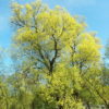 Silber Weide (Salix alba) - Darstellung der Pflanze