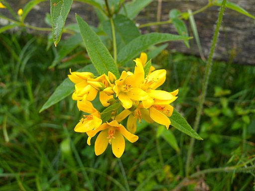 Gewöhnlicher Gilbweiderich (Lysimachia vulgaris) - Darstellung der Blüte