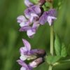 Zaun-Wicke (Vicia sepium) - Darstellung der Blüte
