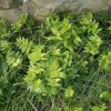 Zaun-Wicke (Vicia sepium) - Darstellung der Pflanze