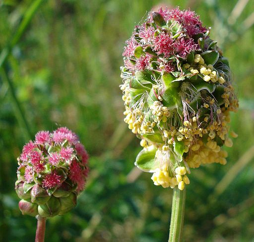 Kleiner Wiesenknopf (Sanguisorba minor) - Darstellung der Blüte
