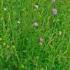 Acker Witwenblume (Knautia arvensis) - Darstellung der Pflanze