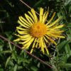 Weidenblättriger Alant (Inula salicina) - Darstellung der Blüte