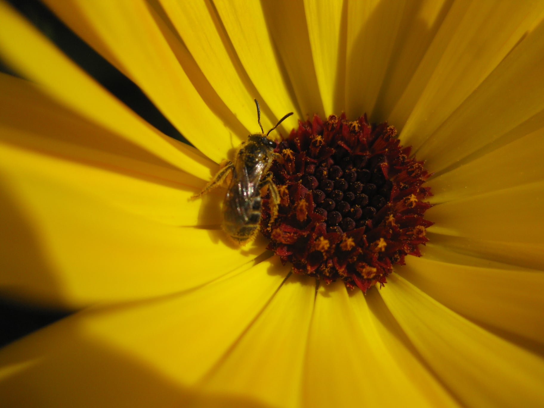 Wildbiene auf Blüte der Ringelblume