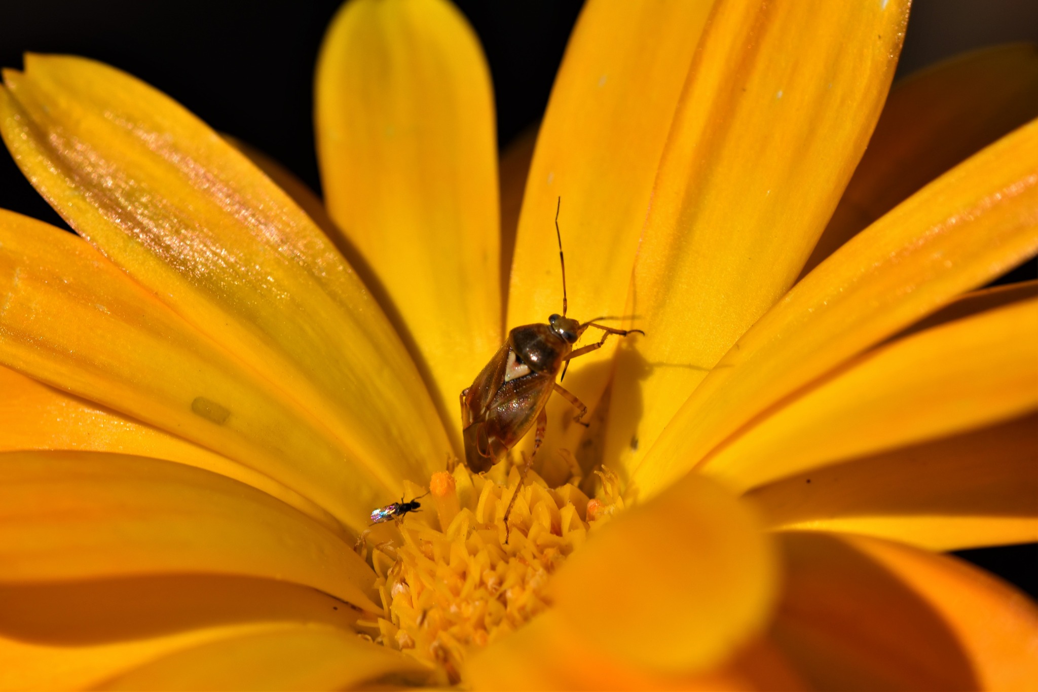 Käfer auf Blüte der Ringelblume