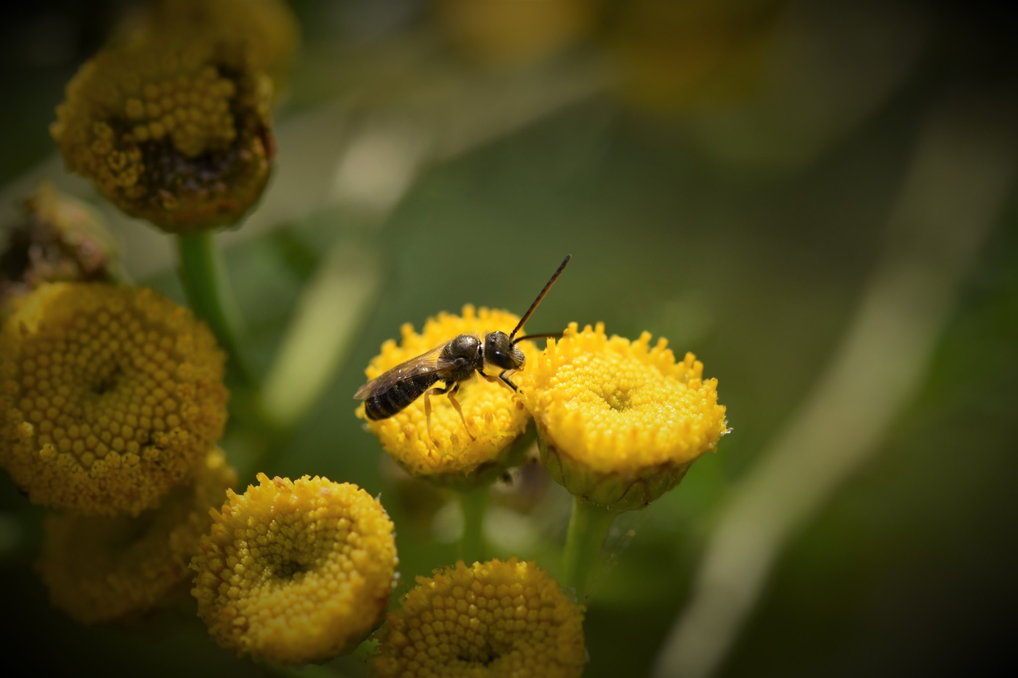 Biene auf Blüte des Rainfarns