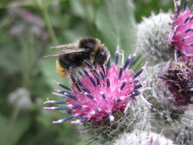 Biene auf Blüte der Großen Klette