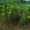 Gewöhnlicher Rainfarn (Tanacetum vulgare) - Darstellung der Blüte