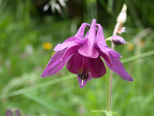 Schwarzviolette Akelei (Aquilegia atrata) - Darstellung der Blüte