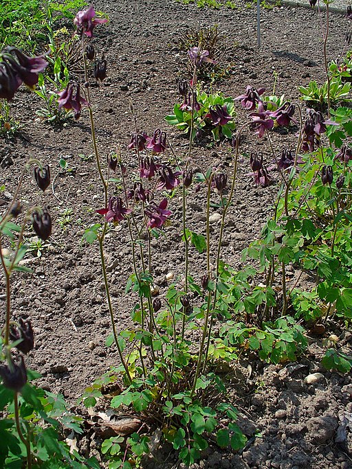 Schwarzviolette Akelei (Aquilegia atrata) - Darstellung der Pflanze