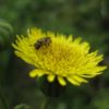 Wildbiene auf Acker Gänsedistel Blüte