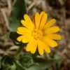 Acker-Ringelblume (Calendula arvensis) - Darstellung der Blüte