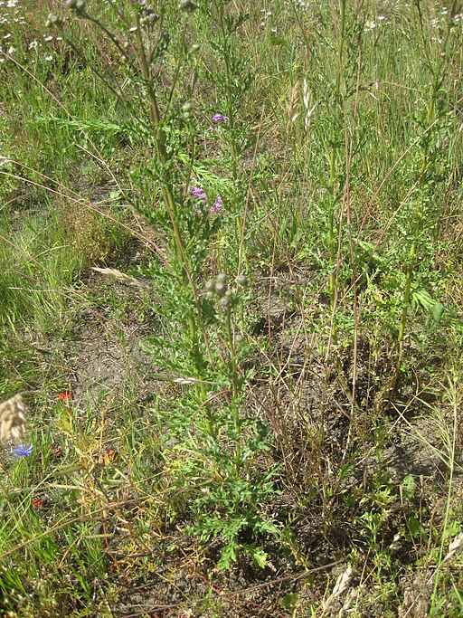Acker-Kratzdistel (Cirsium arvense) - Darstellung der Pflanze