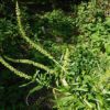 Färber resede (Reseda luteola) - Pflanze