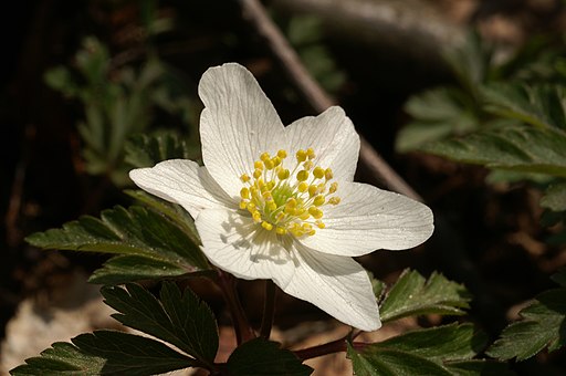 Buschwindröschen (Anemone nemorosa) - Darstellung der Blüte
