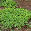 Gelbes Windröschen (Anemone ranunculoides) - Darstellung der Pflanze