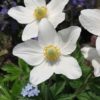 Großes Windröschen (Anemone sylvestris) - Darstellung der Blüte