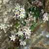 Buckel-Fetthenne (Sedum dasyphyllum) - Darstellung der Blüte