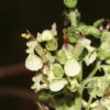 Salbei-Gamander (Teucrium scorodonia) - Darstellung der Blüte