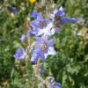 Blaue Himmelsleiter (Polemonium caeruleum) - Darstellung der Blüte