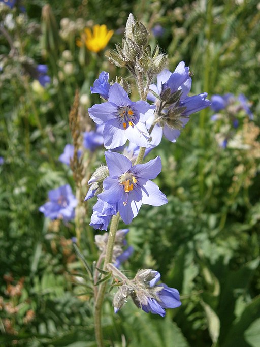 Blaue Himmelsleiter (Polemonium caeruleum) - Darstellung der Blüte
