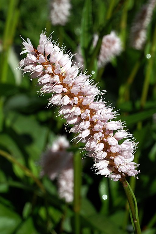 Schlangen-Knöterich (Bistorta officinalis) - Darstellung der Blüte