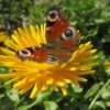 Meerschweinchenwiese - Schmetterling auf Ribgelblume
