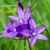 Knäuel Glockenblume (Campanula glomerata) - Darstellung der Blüte