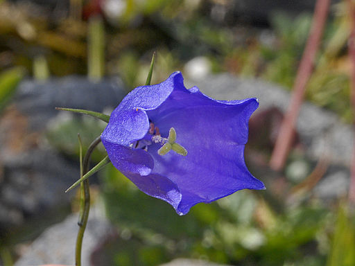 Scheuchzers Glockenblume (Campanula scheuchzeri) - Darstellung der Blüte