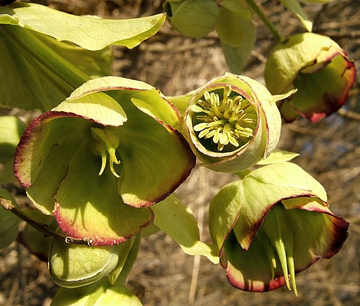 Stinkende Nieswurz (Helleborus foetidus) - Darstellung der Blüte