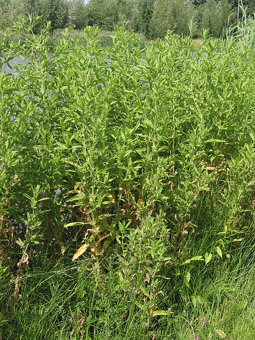 Weidenröschen, Zottiges (Epilobium hirsutum) - Darstellung der Pflanze