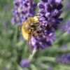 Spritzschutzstreifen - Honigbiene auf Echtem Lavendel