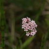 Kleiner Baldrian (Valeriana dioica) - Darstellung der Blüte