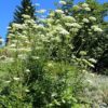Heilwurz, Berg (Seseli libanotis) - Pflanze