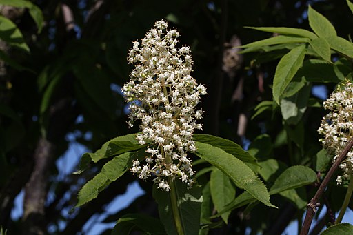 Roter Holunder (Sambucus racemosa) - Blüte