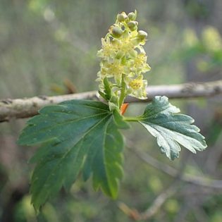 Alpen-Johannisbeere (Ribes alpinum) - Pflanze